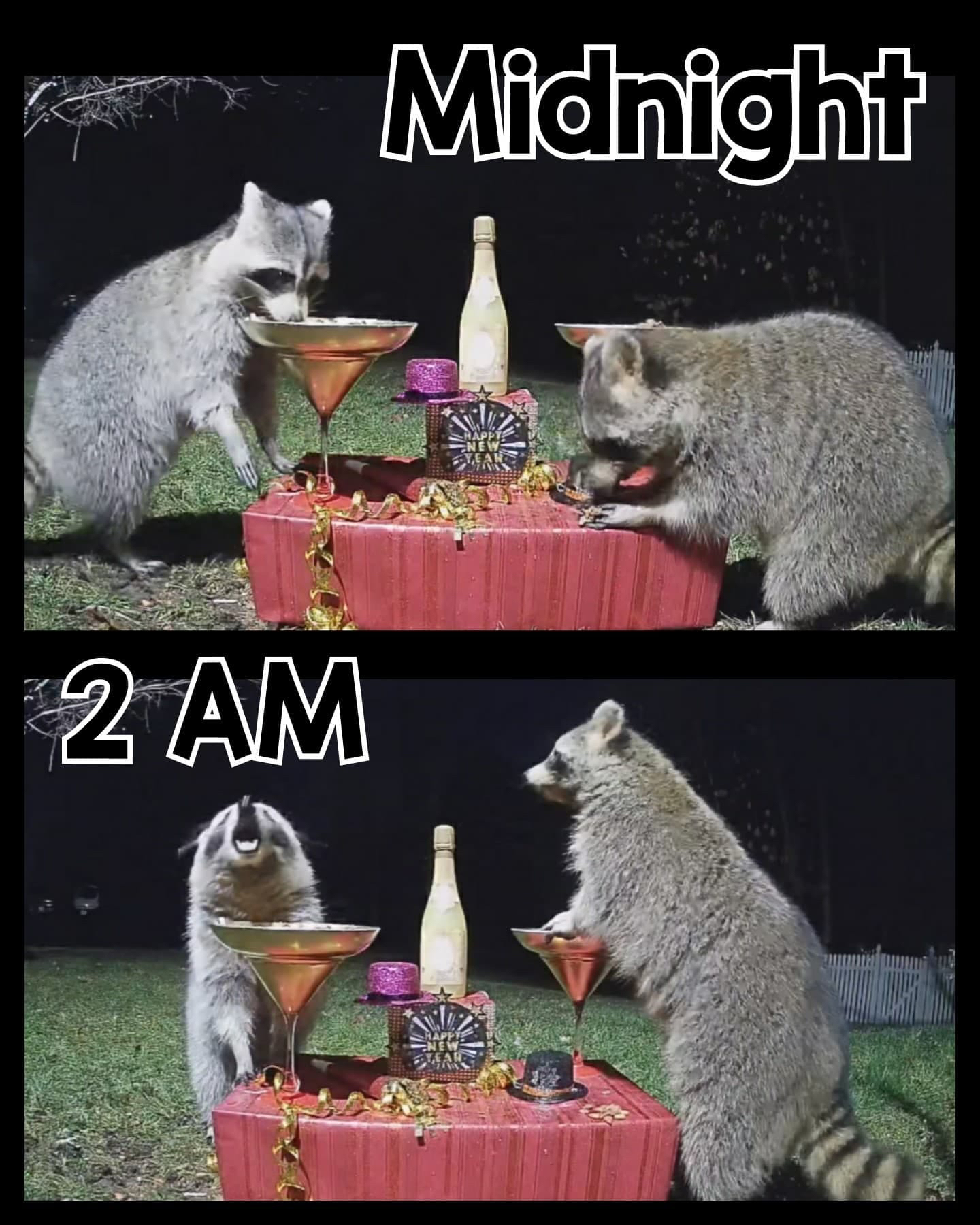 Two raccoons enjoying themselves in Ashburn woman's backyard