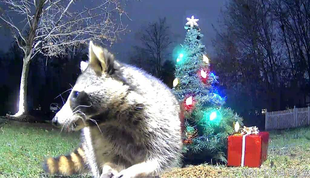 Raccoon is captured on Eberle's nature cam.