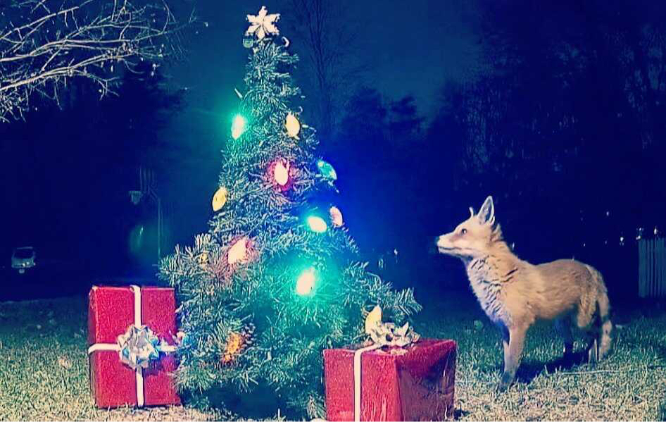Fox looking up to the Christmas tree in Eberle's backyard.