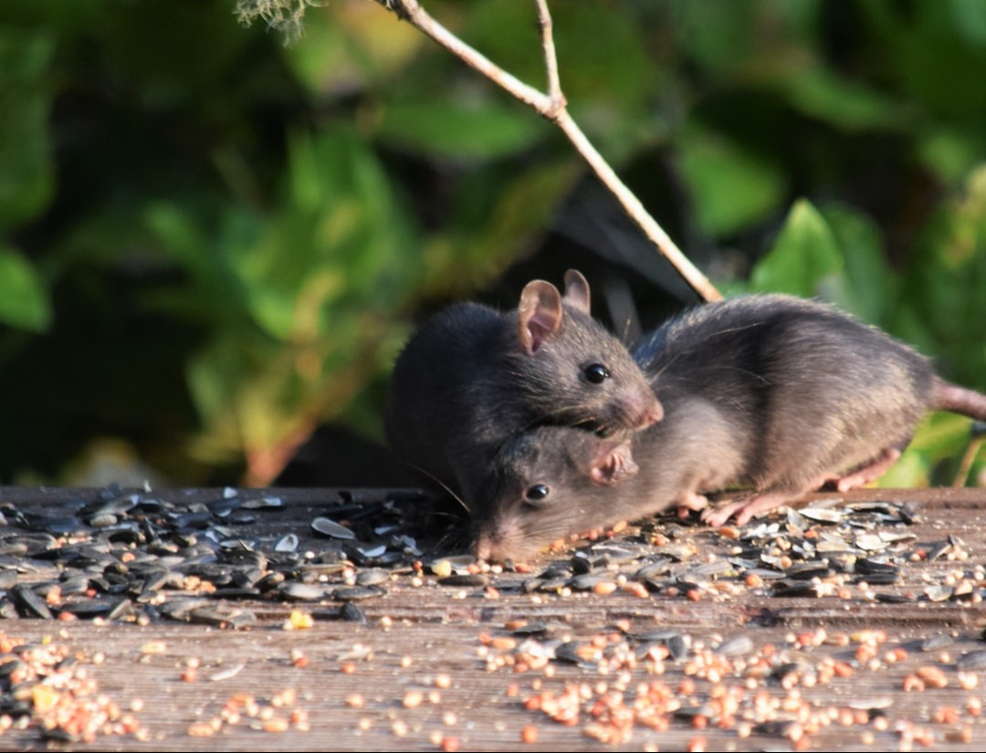 Michigan rat-infested cities