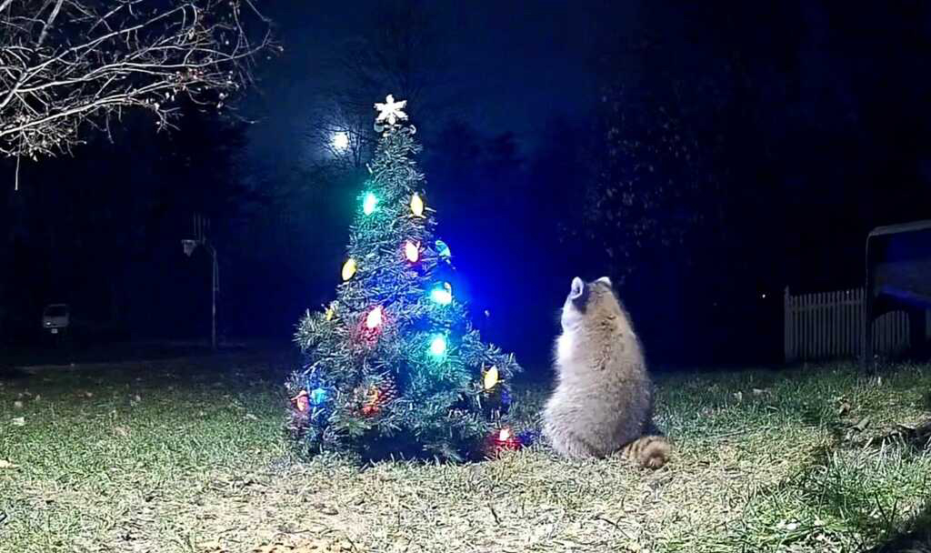 Raccoon admiring the Christmas tree.